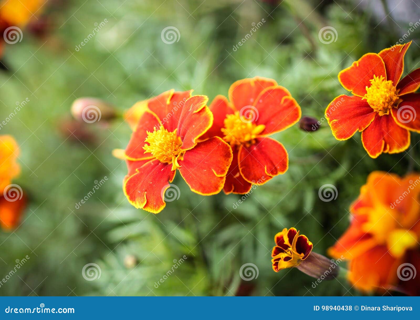 Perennial plant, marigolds stock photo. Image of gardening - 98940438