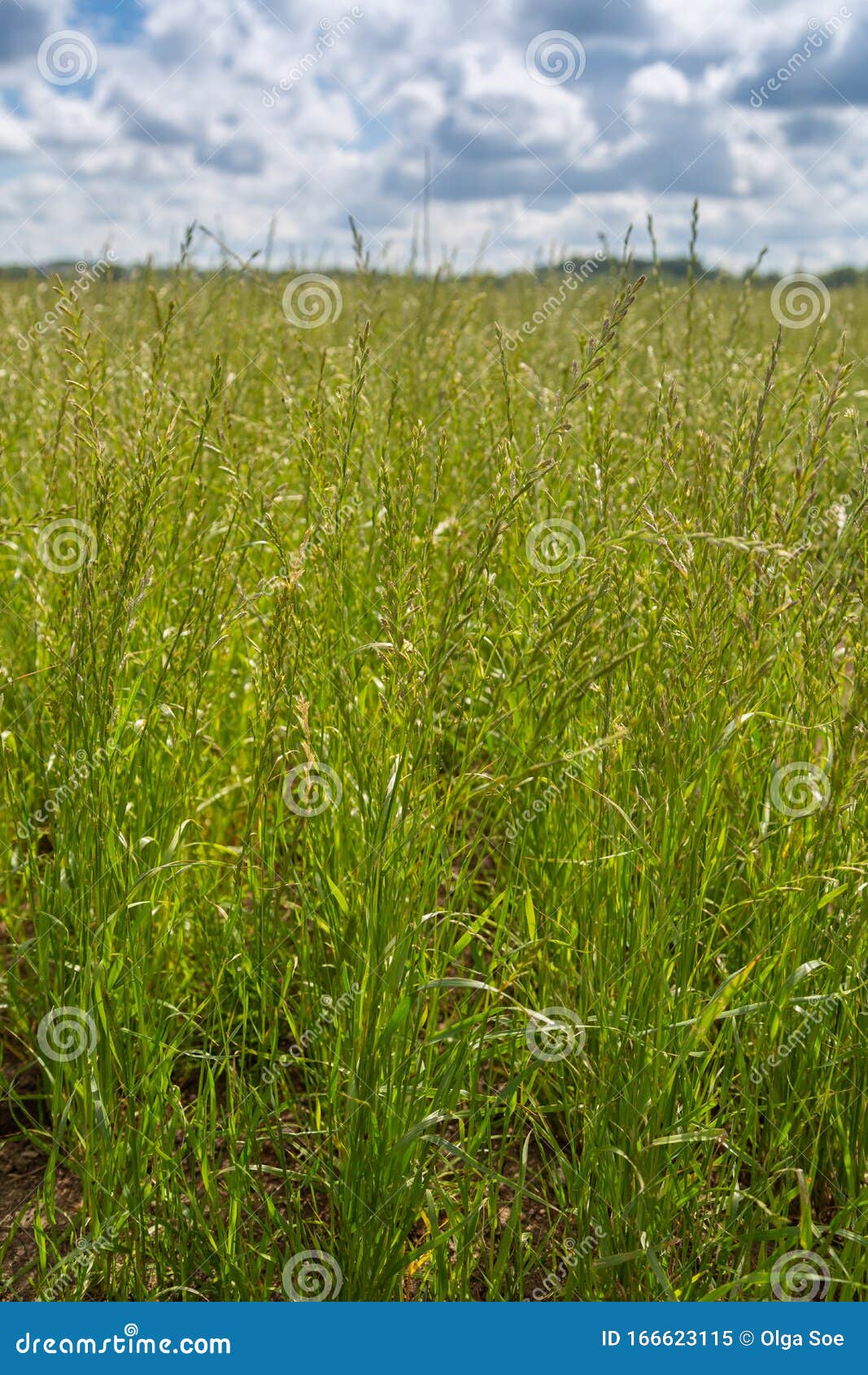 perennial ryegrass lolium perenne l.