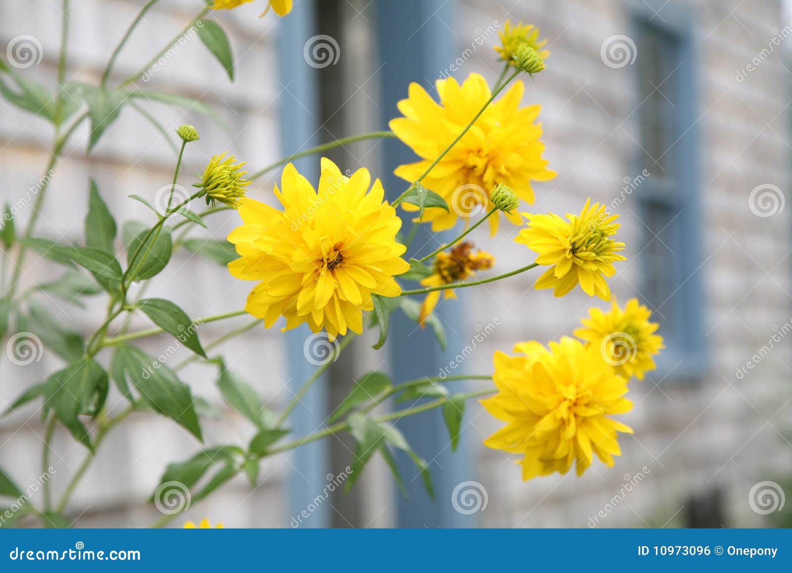 Perennials amarillos foto de archivo. Imagen de ornamental 10973096
