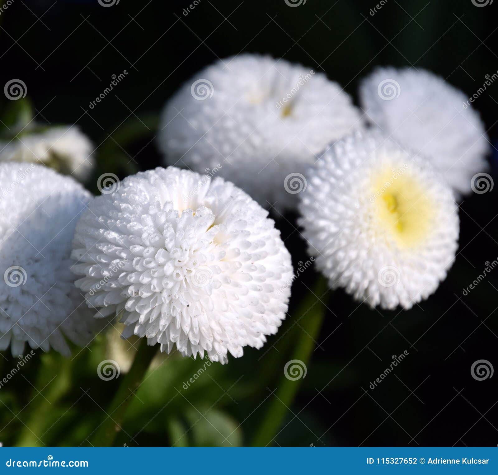 Perennis Brancos, Close-up Inglês Do Bellis Da Margarida No Jardim  Ensolarado Foto de Stock - Imagem de inglês, floral: 115327652