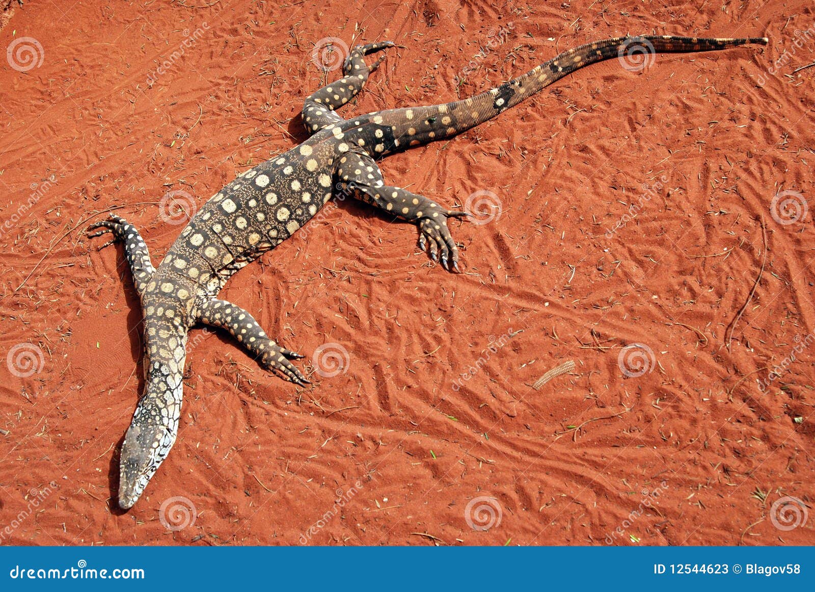 The Perentie (Varanus Giganteus) Stock Image Image of dander, giant