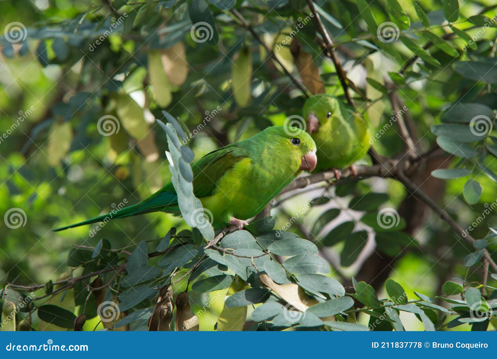 perequito perched on the tree branch. pÃÂ¡ssaro, ave, bird, maritaca, mbai`ta, periquito, ÃÂ¡rvore, livre, free, wild life