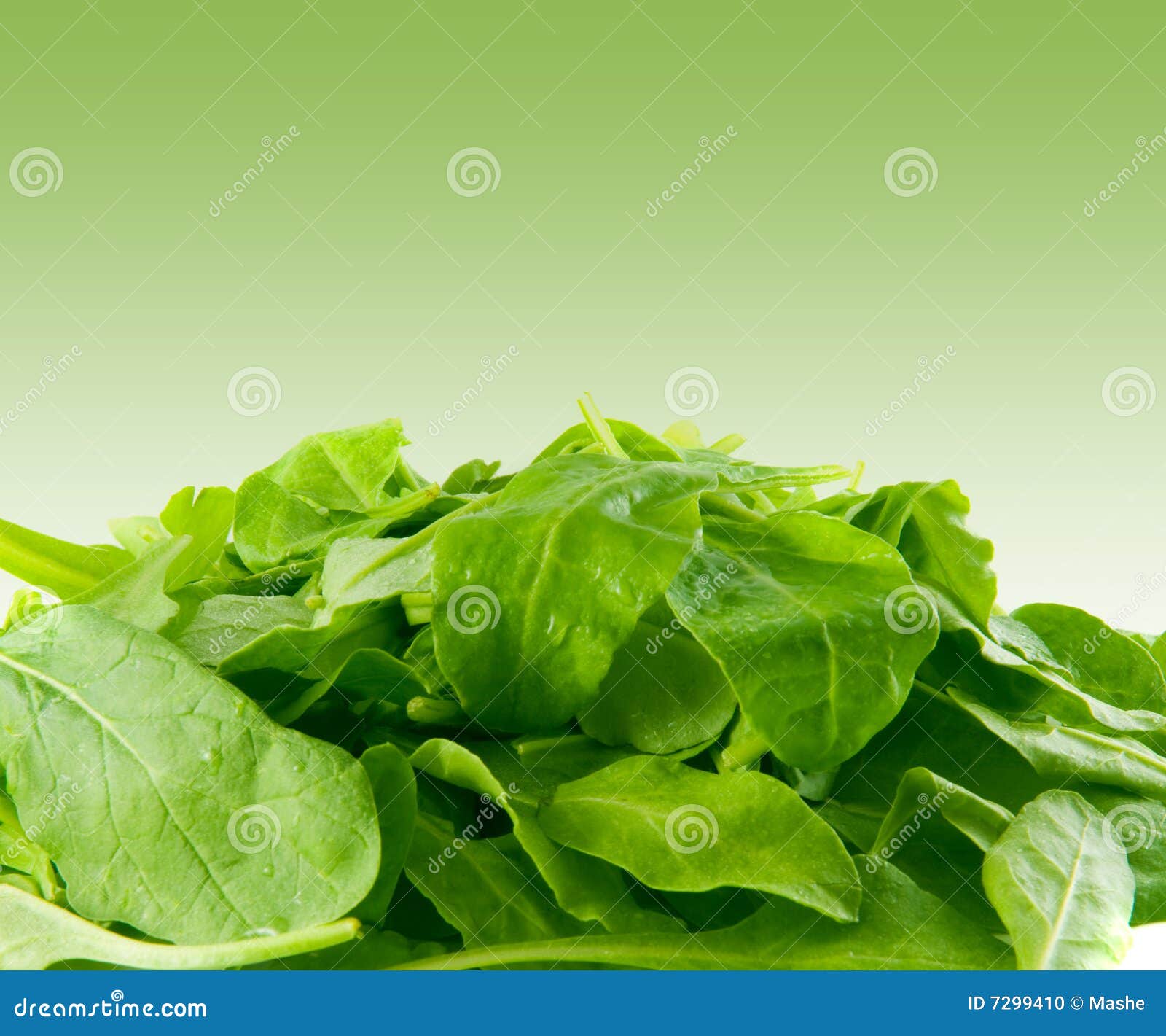 Perfect Baby Spinach Greens Stock Photo Image of leafs, leafy 7299410