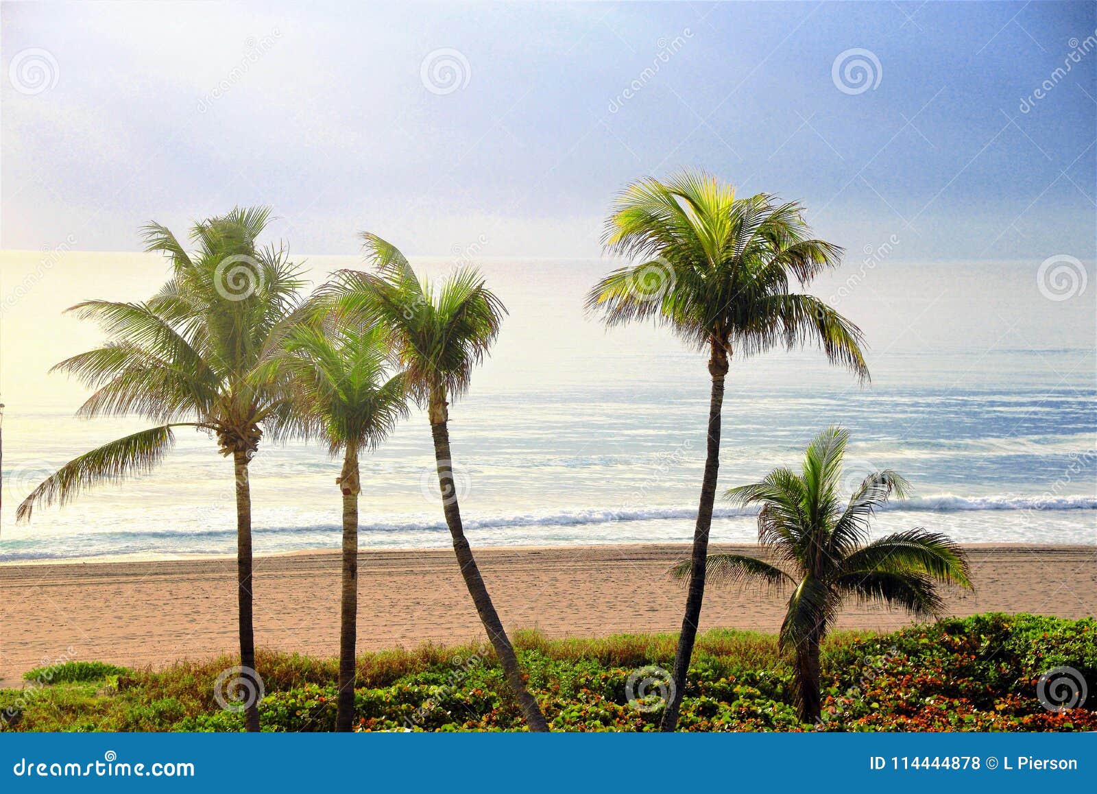 the perfect beach view with palm trees.