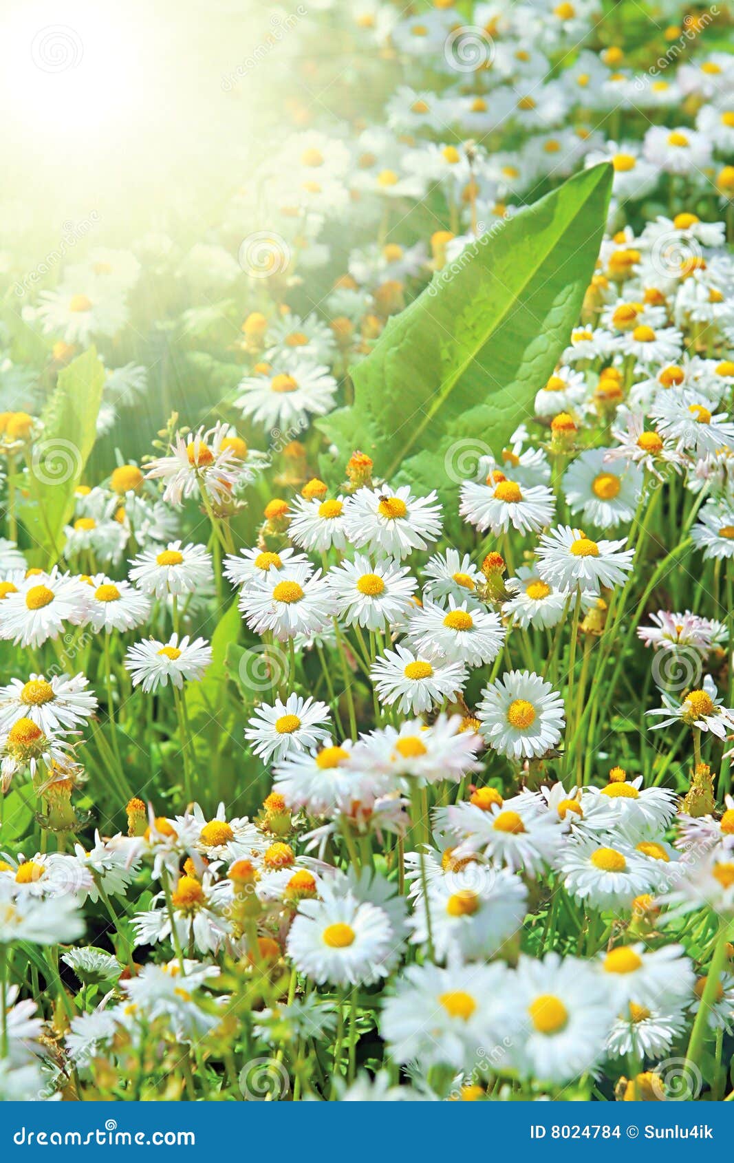 Perfect daisies and sun stock photo. Image of paradise 8024784