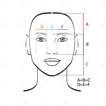 Perfect face proportions. stock illustration. Illustration of health ...