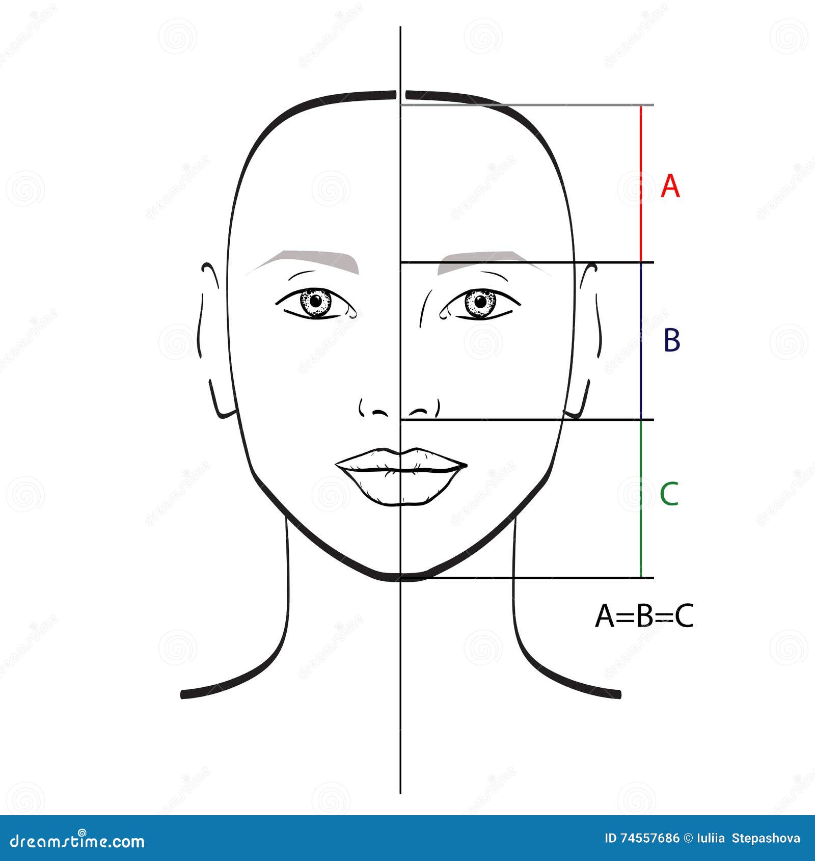 perfect face proportions.