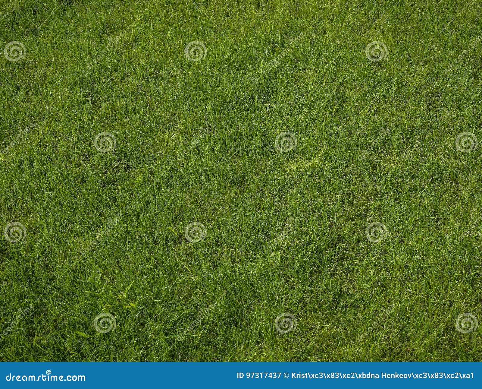 Perfect Fresh Lush Short Green Grass Background Stock Image Image 