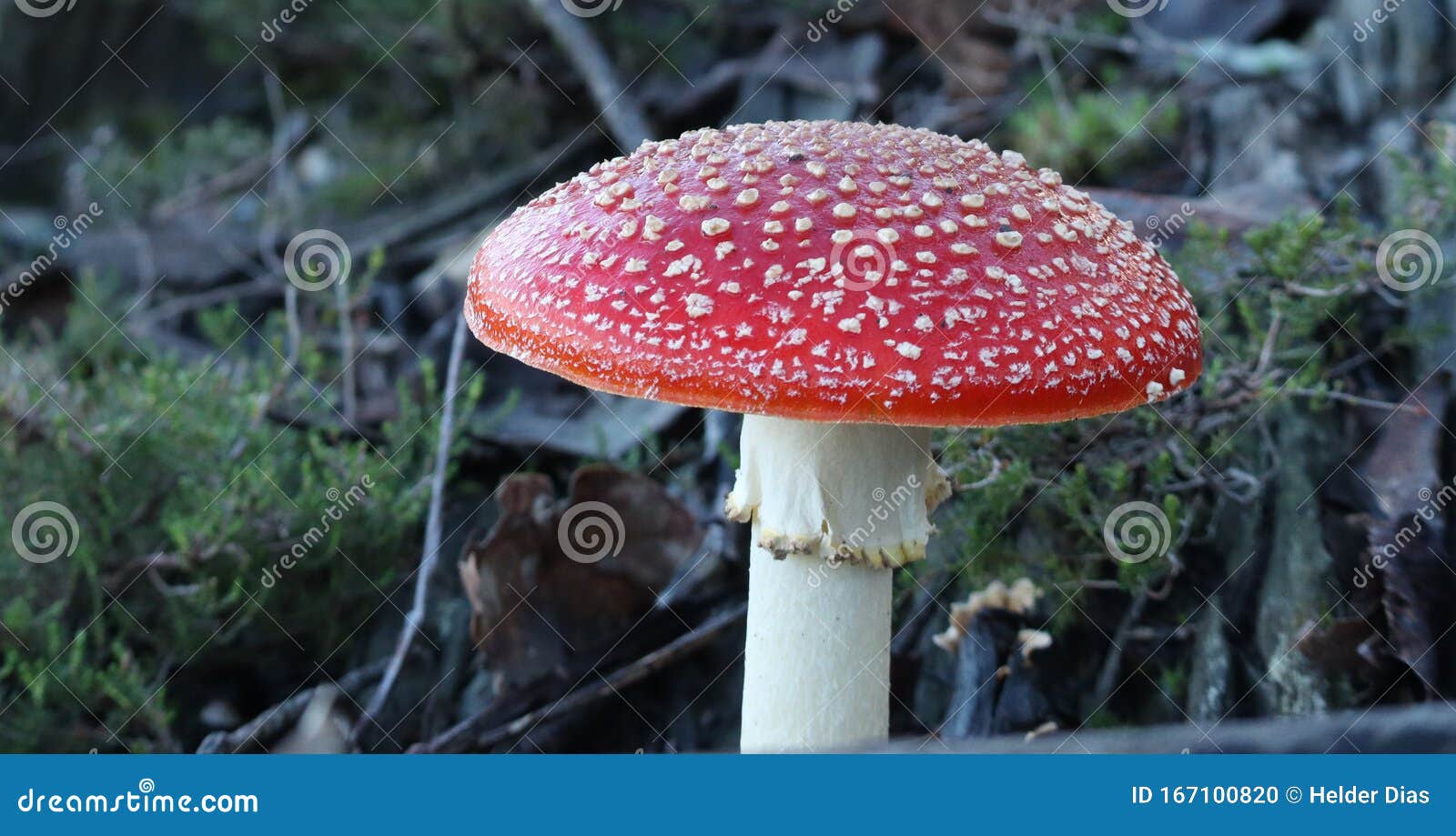 perfect red mushroom