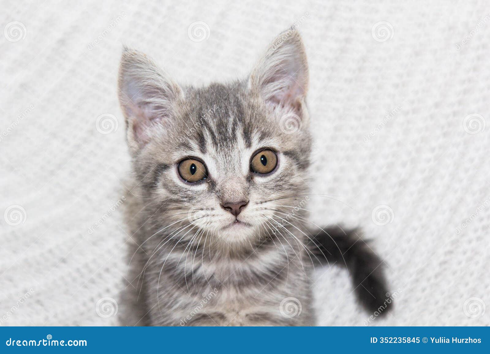 a perfect scene of kitten fun and coziness. a playful scottish kitten enjoys its time on a soft, white knitted blanket