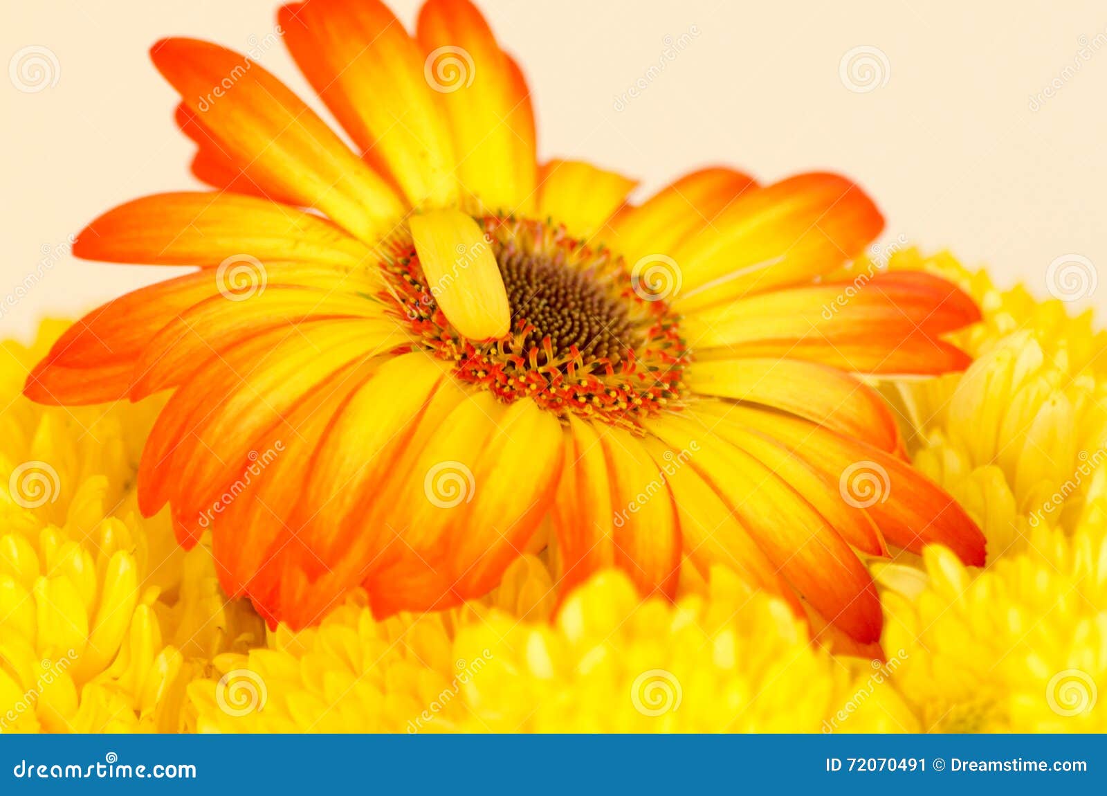 Perfection in the Imperfect, Flower Sunset Stock Image Image of