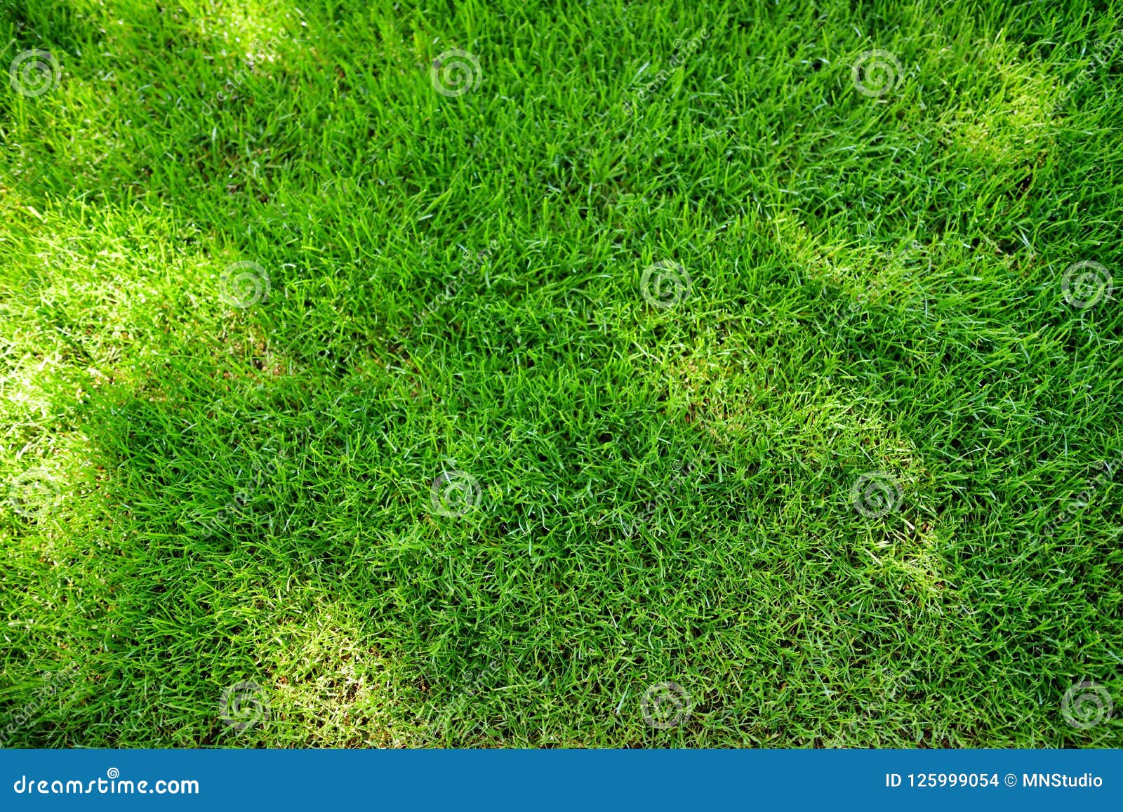 Perfectly Mowed Fresh Garden Lawn in Summer. Green Grass with Sunspots