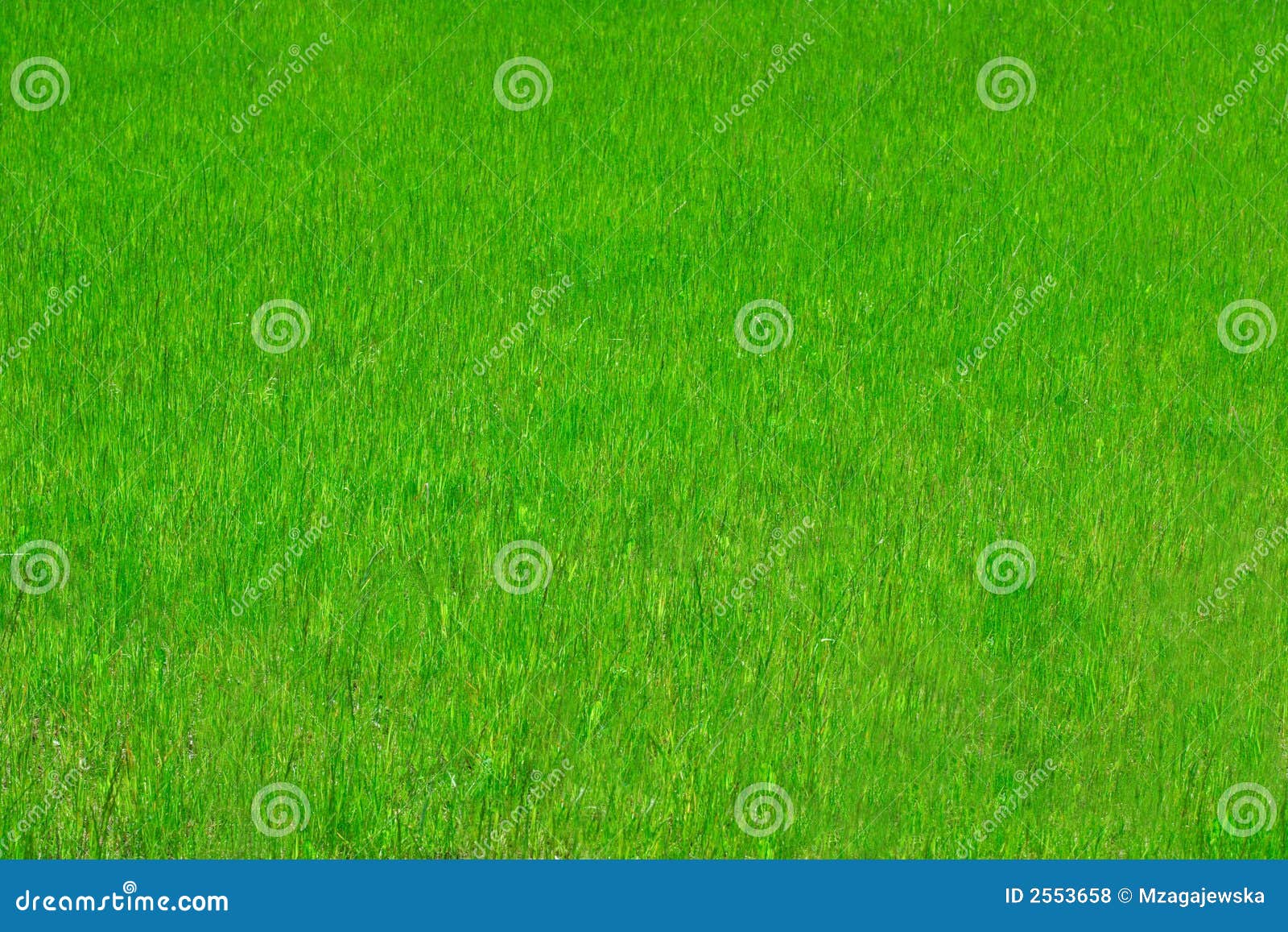 Perfekt gräs. Perfekt fjädertextur för utmärkt gräs