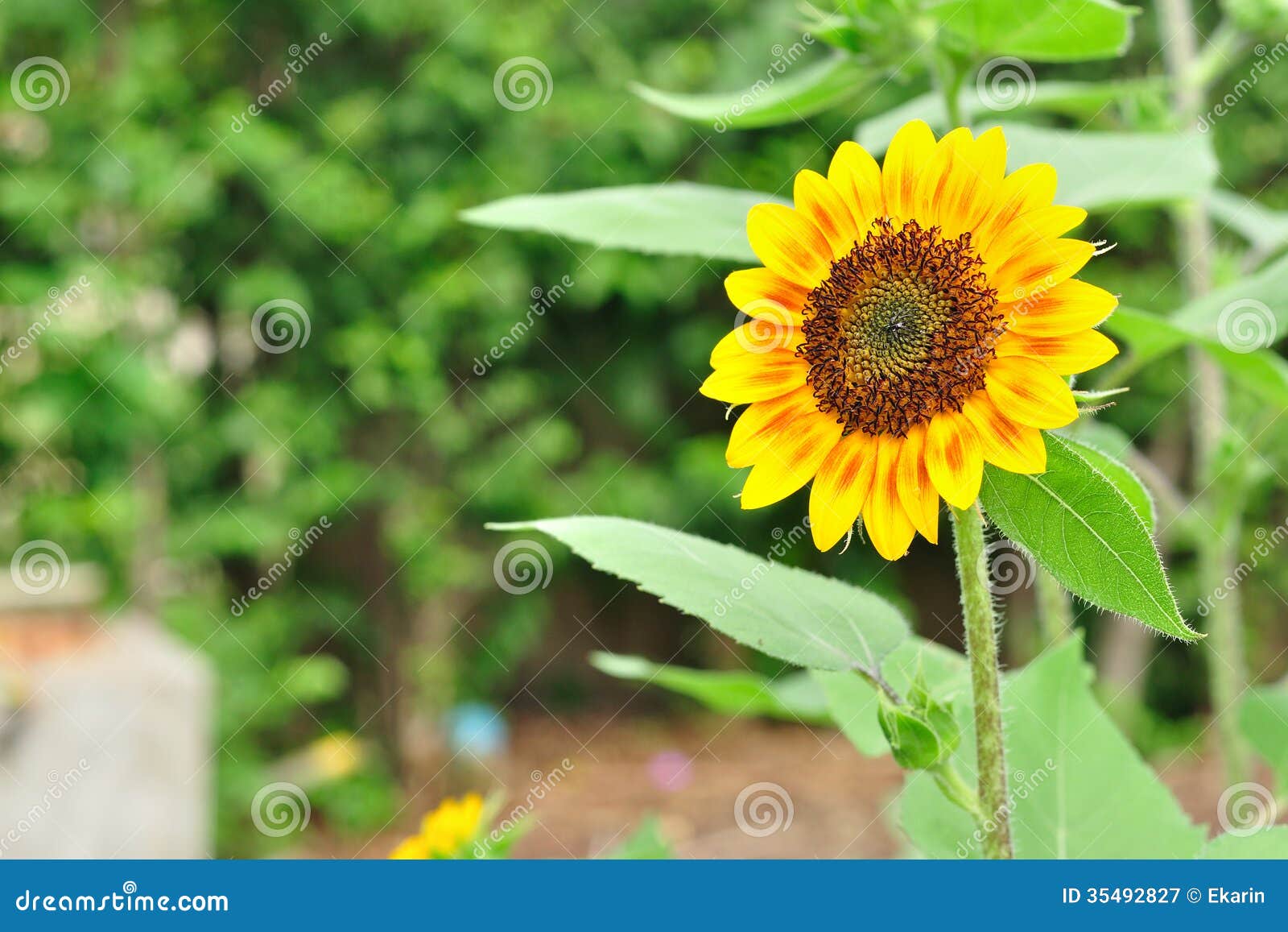 Perfekte Und Nette Sonnenblume Im Garten. Stockbild Bild von feld