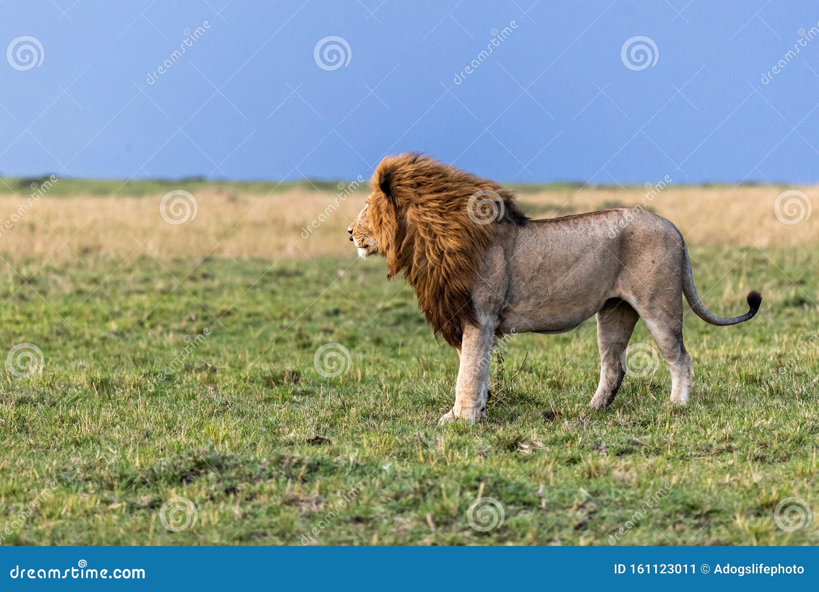 Perfil De Leones Africanos Masculinos En África Imagen de archivo - Imagen  de animal, salvaje: 161123011