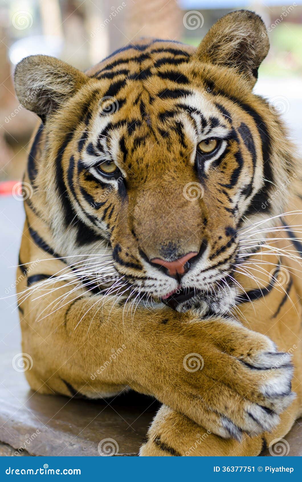 Perfil de los tigres imagen de archivo. Imagen de primer ...