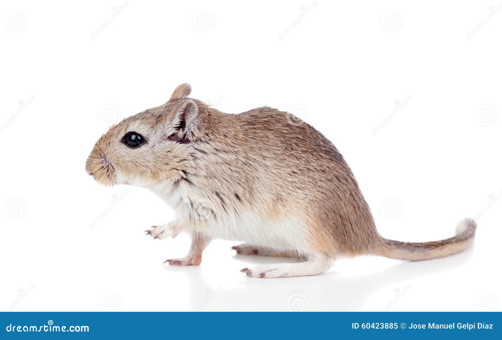 Novos Donos de Gerbils – Esse Comportamento é Normal? : r/gerbil, image size:1600x1084