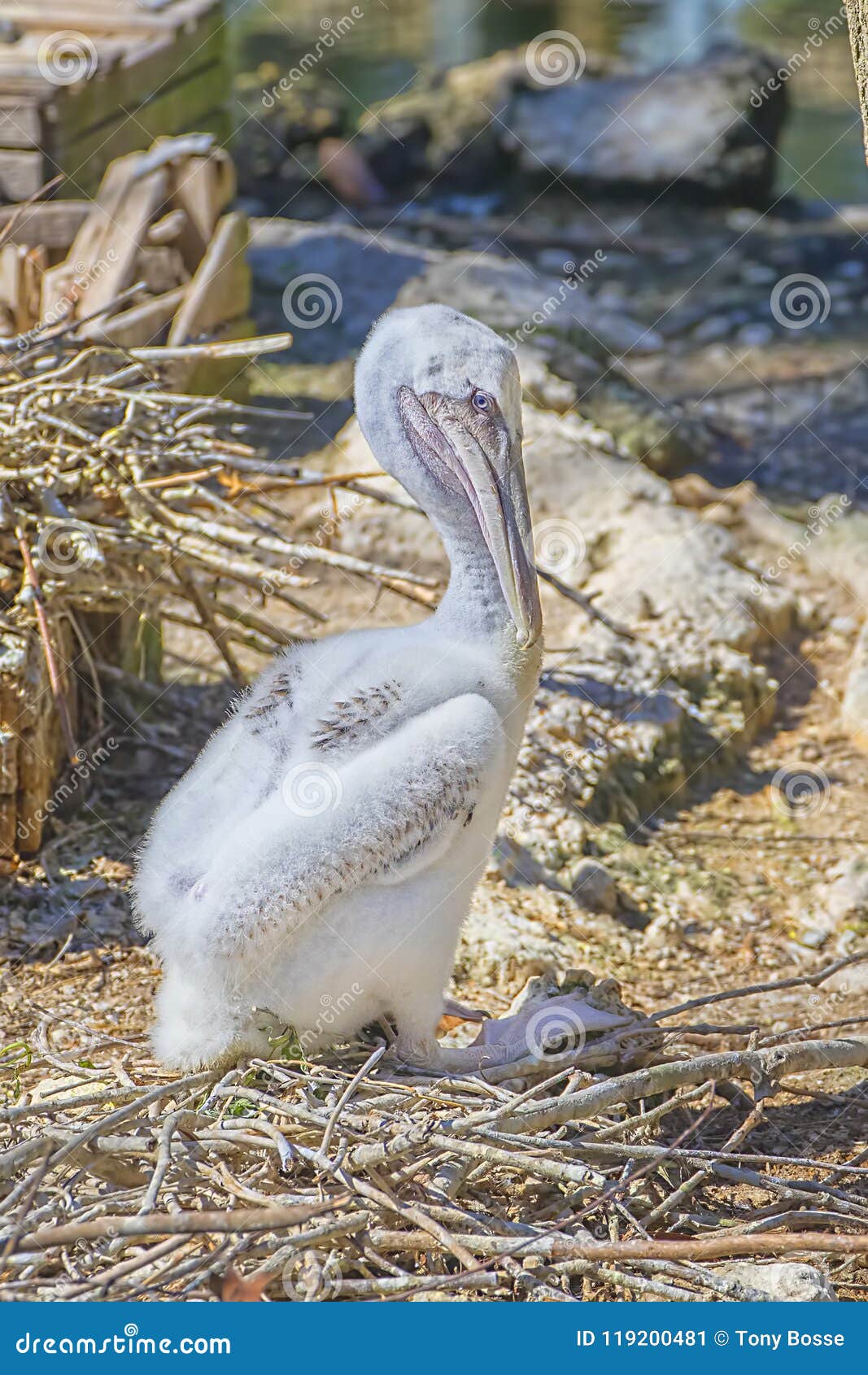 528 Bebe Pelicano Fotos Libres De Derechos Y Gratuitas De Dreamstime