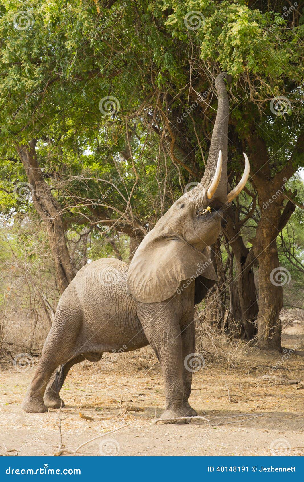 Plausible equivocado champán Perfil De Una Alimentación Del Elefante Africano (africana Del Loxodonta)  Imagen de archivo - Imagen de vulnerable, elefante: 40148191