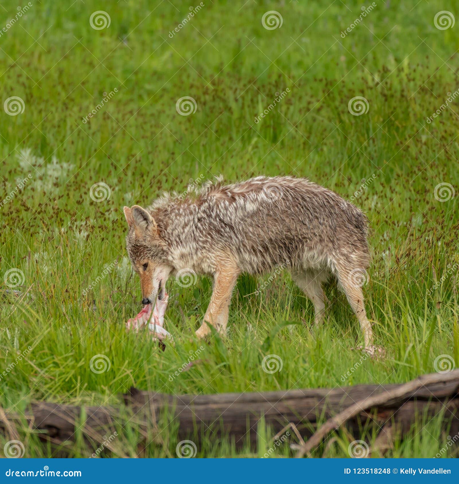 Perfil Del Coyote Que Come El Pedazo De Carne Foto de archivo - Imagen
