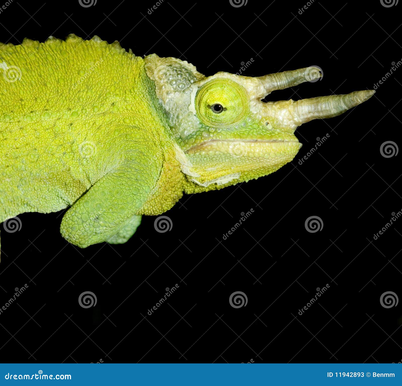 Perfil do Chameleon. Perfil verde do chameleon isolado no preto.