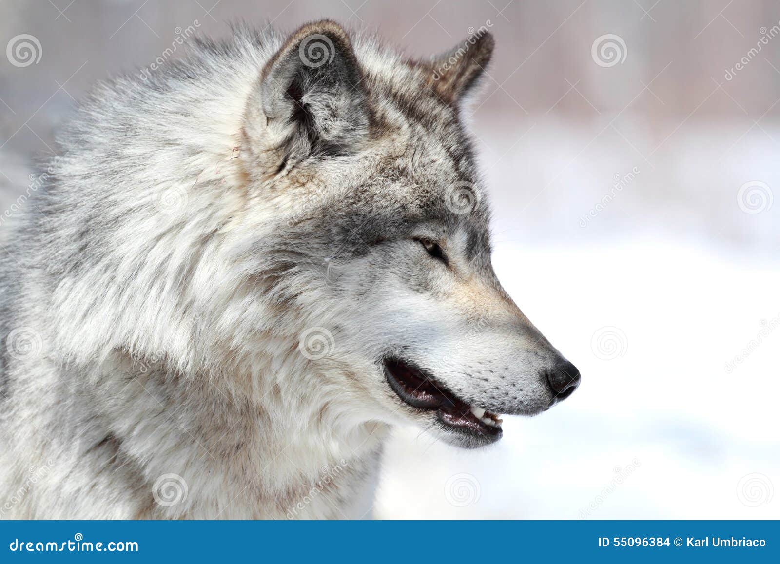 Featured image of post Lobos Para Perfil Hoy les mostrar muchas im genes de lobos son uno de los animales que pertenecen a la familia de los mam feros son animales salvajes