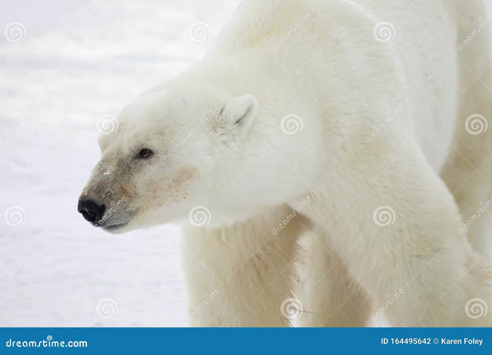 Featured image of post Urso Polar Foto De Perfil Paul lloyd lan ou esta imagem urso polar sob licen a de dom nio p blico