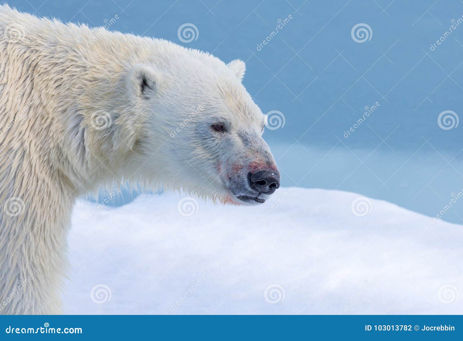 Featured image of post Fotos De Perfil Do Urso Polar Ursos polares s o animais solit rios e escavadores