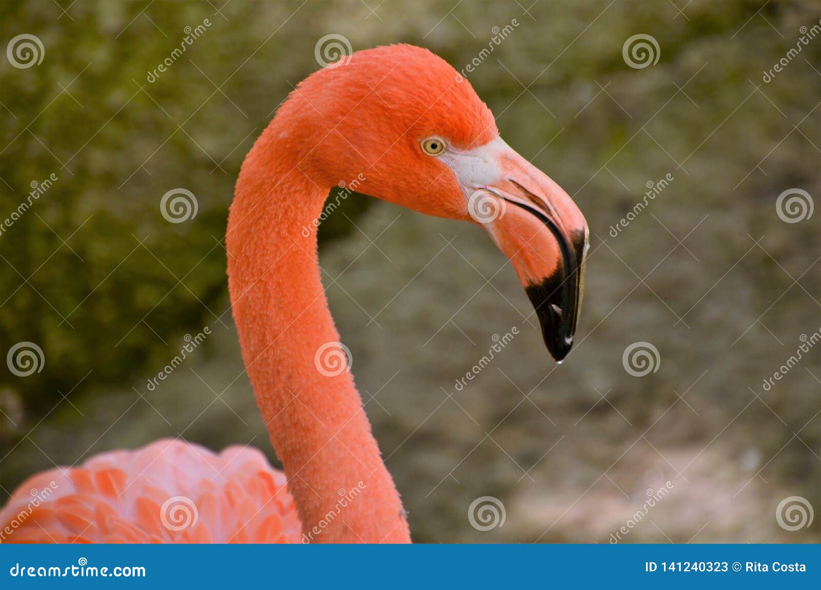 perfil portrait of flamingo