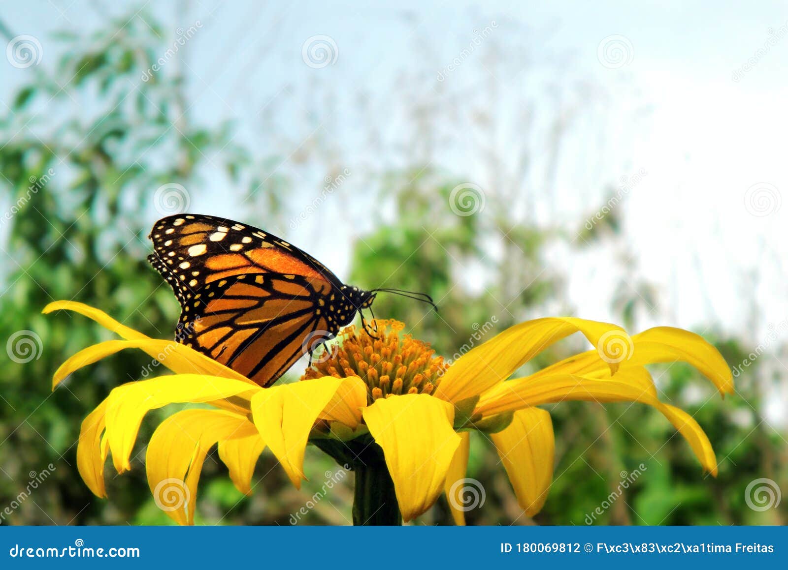 perfil monarch butterfly on top of a yellow flower
