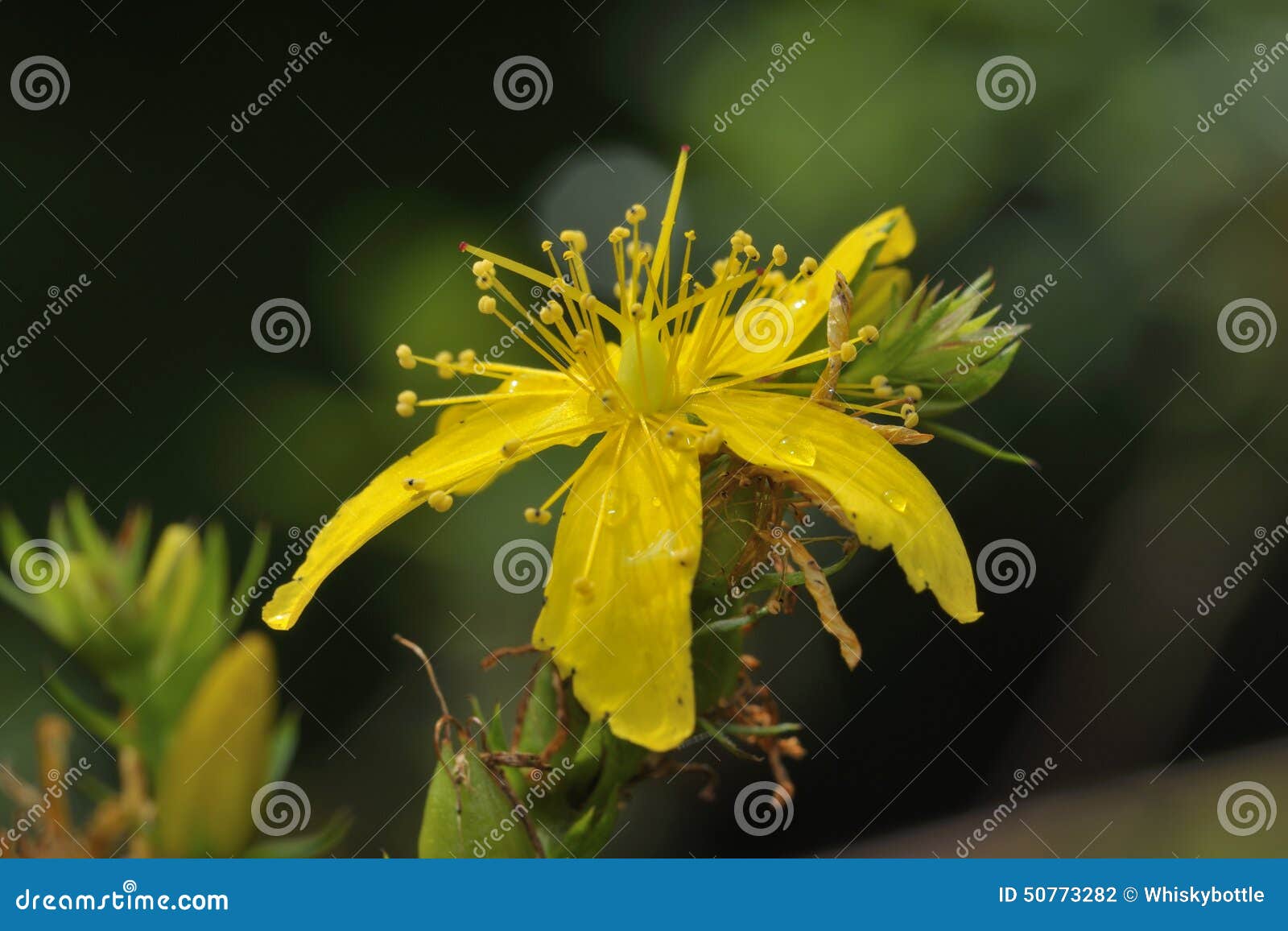 perforate st john's-wort