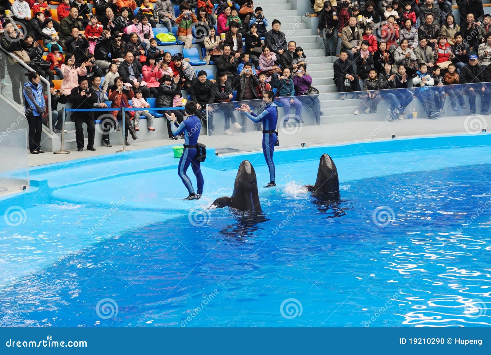 Performing Sea Lion and Trainer Editorial Image - Image of jump ...