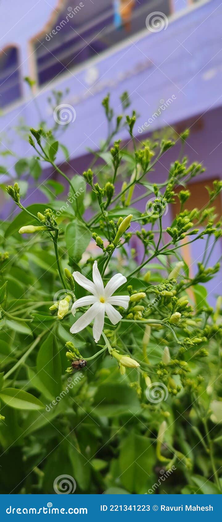 Perfume Flower. Sweet Smell Stock Image Image of type, smell 221341223