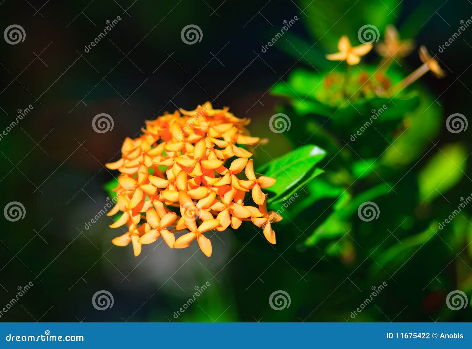 perfumed perfection plumeria frangipani