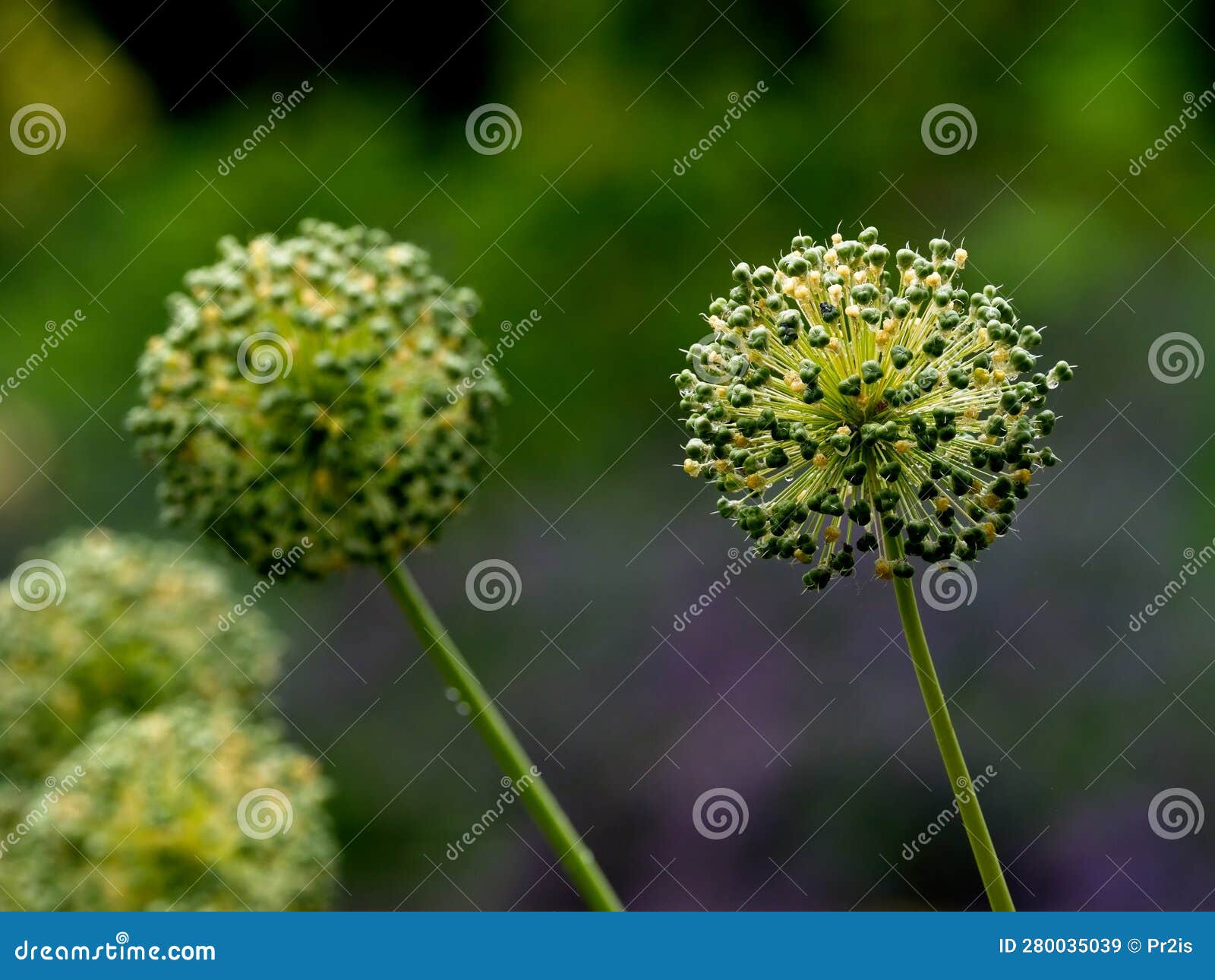 Perianth (inflorescence) of a Giant Allium Stock Image Image of