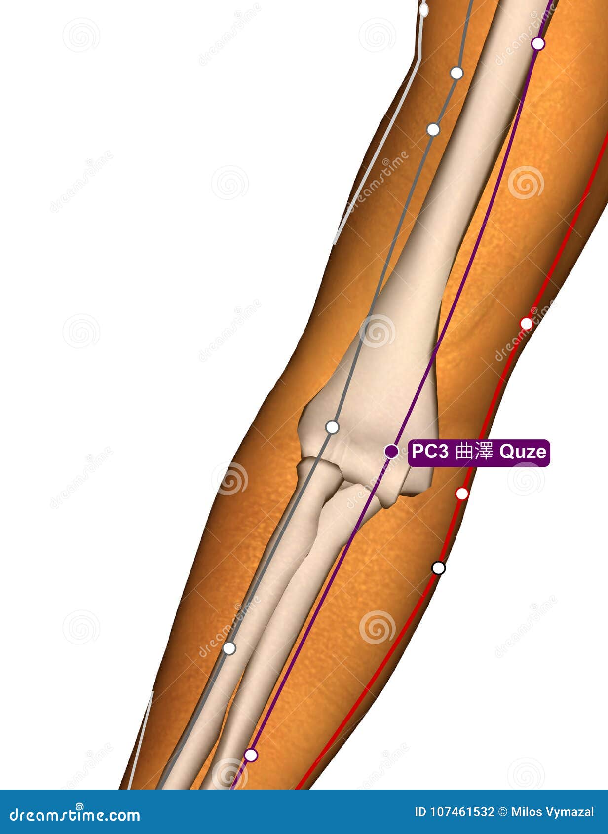 Acupuncture Point PC3 Quze, 3D Illustration Stock Illustration ... Biology Diagrams