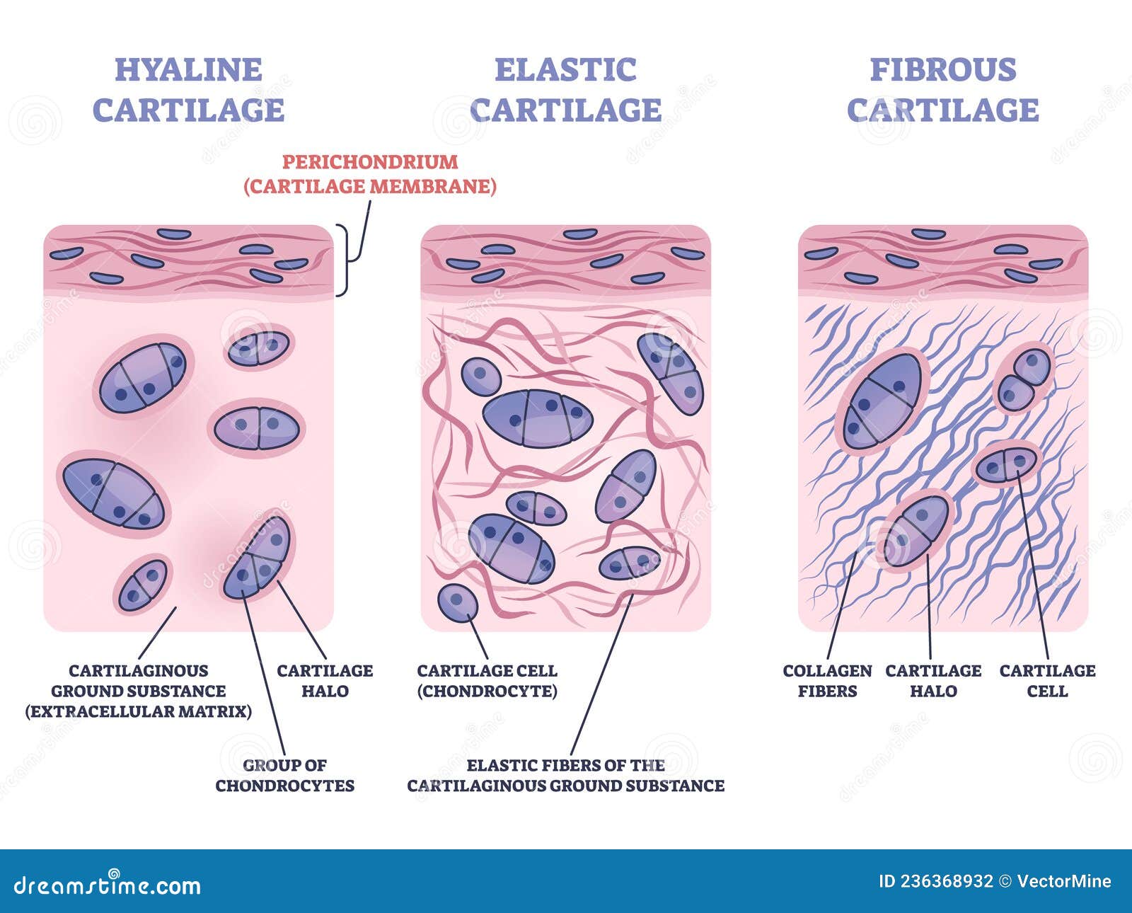 perichondrium as hyaline and elastic cartilage membrane outline diagram