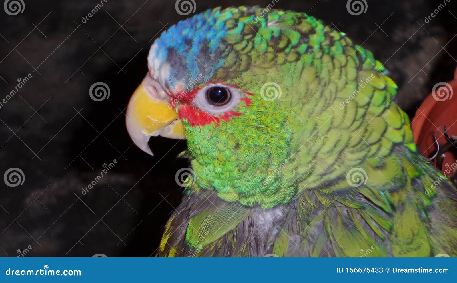 perico frente blanca mascota de familia