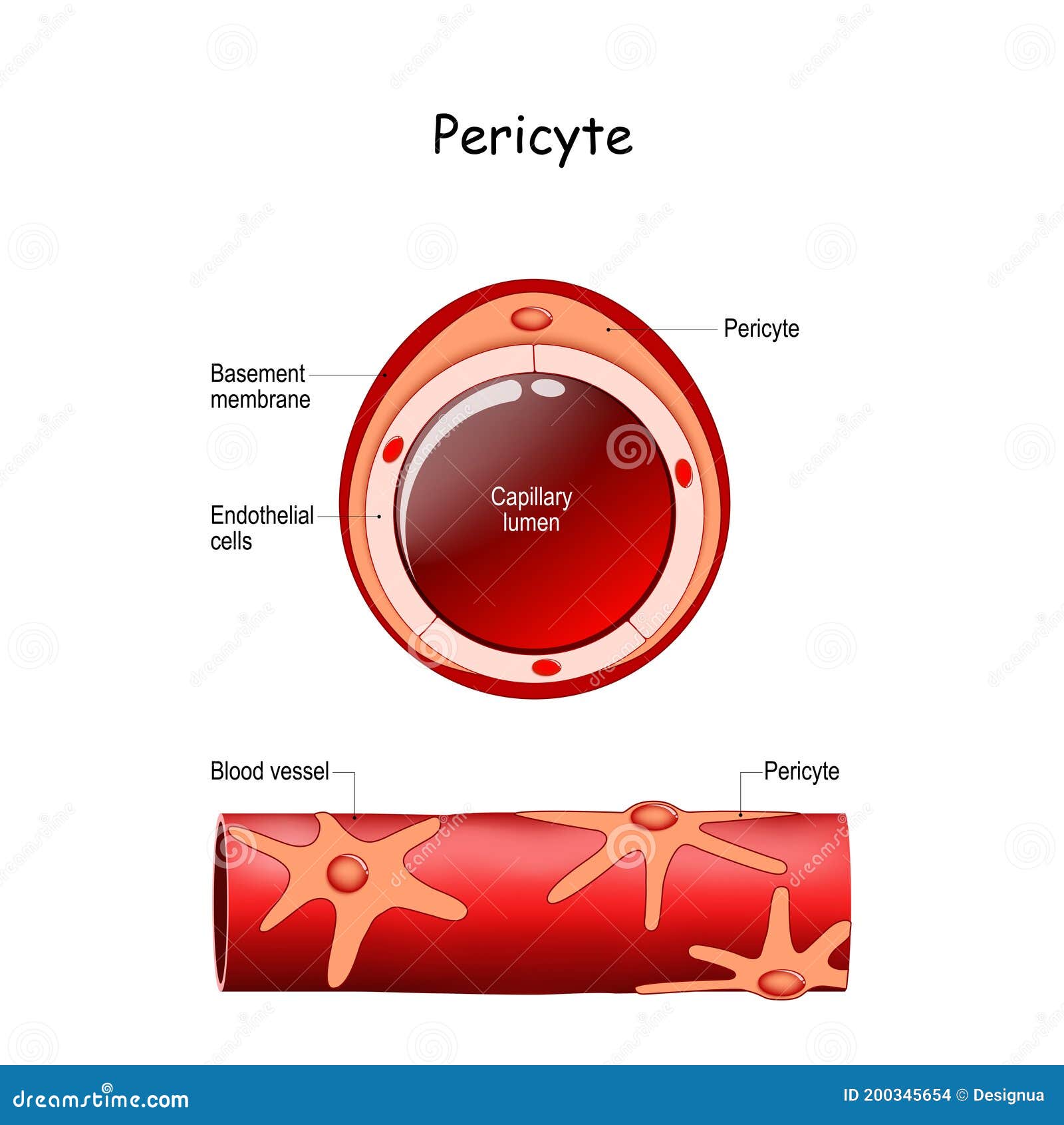 pericyte anatomy. structure of blood vessel. cross section of capillary