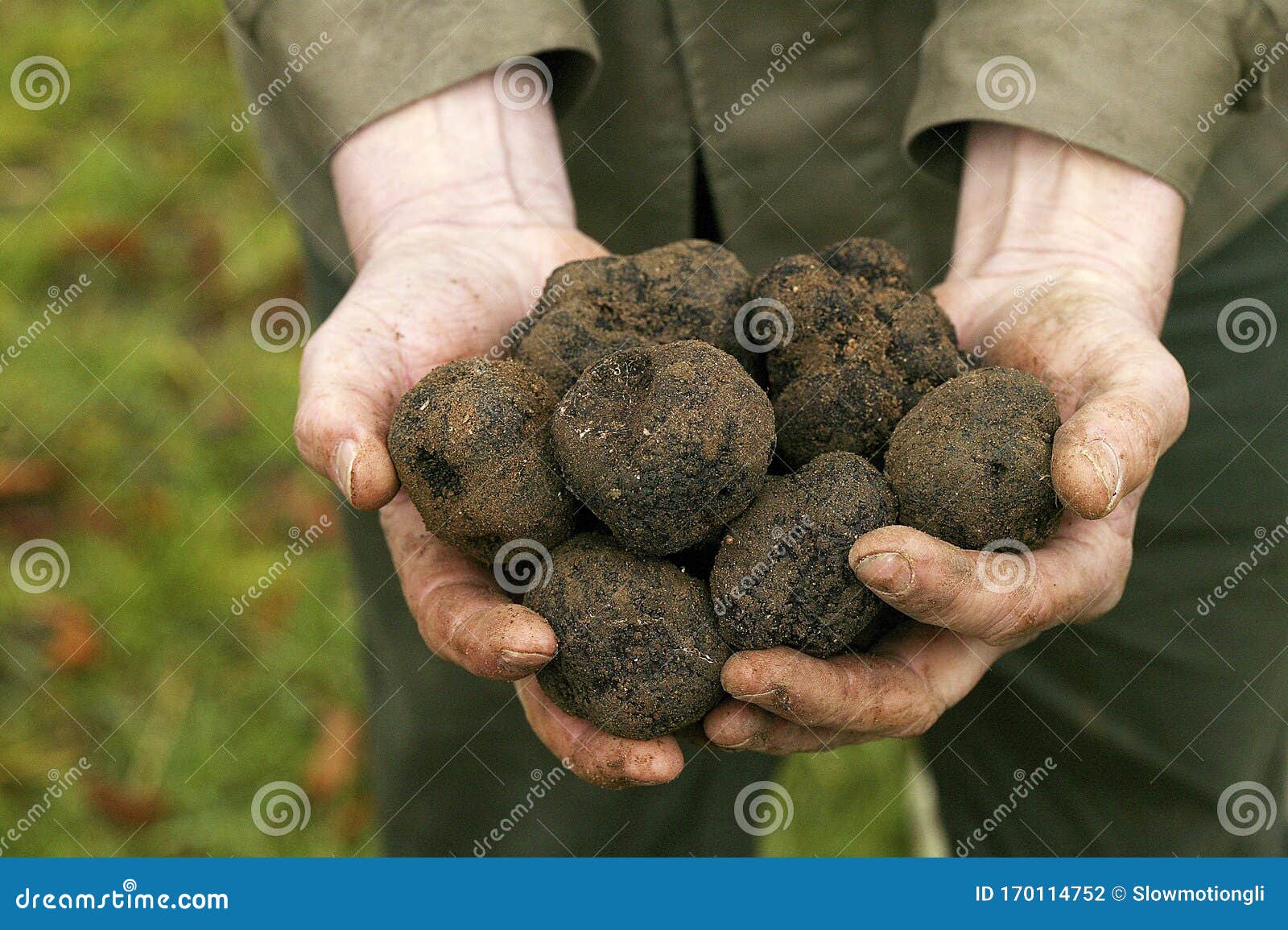 perigord-truffle-tuber-melanosporum-drom