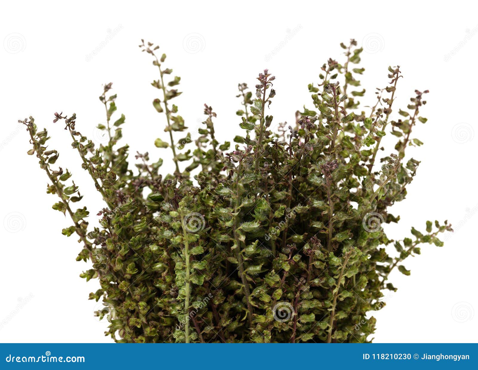 perilla herb seed used in traditional,chinese herbal medicine