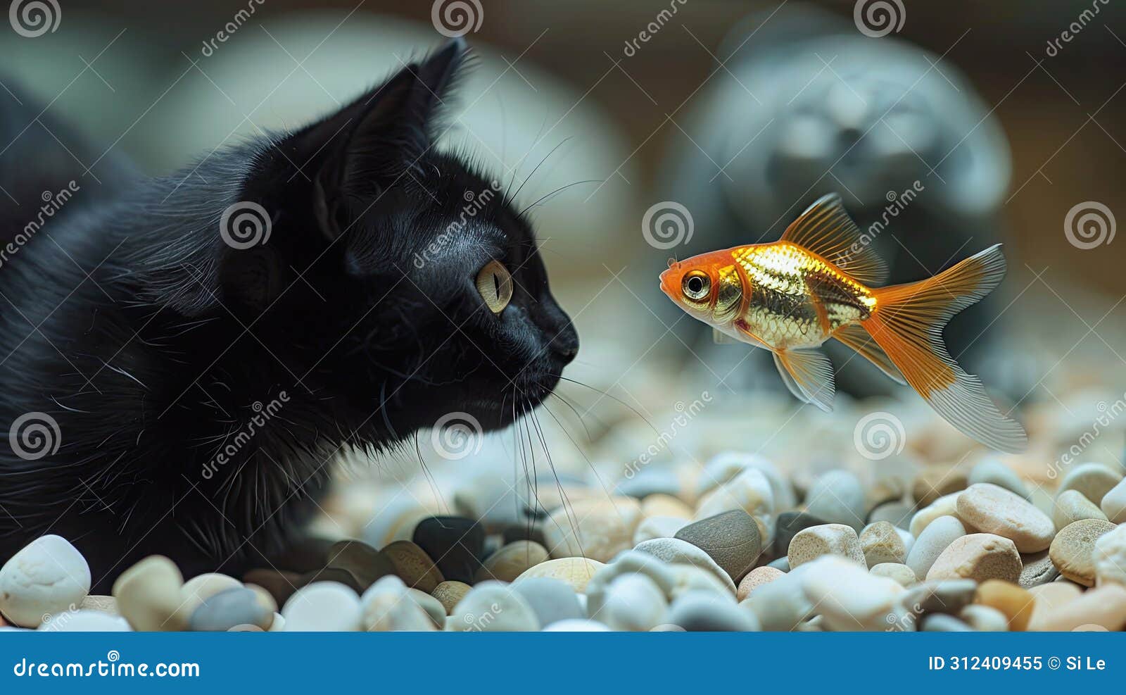 perilous encounter: goldfish threatened by stealthy black cat