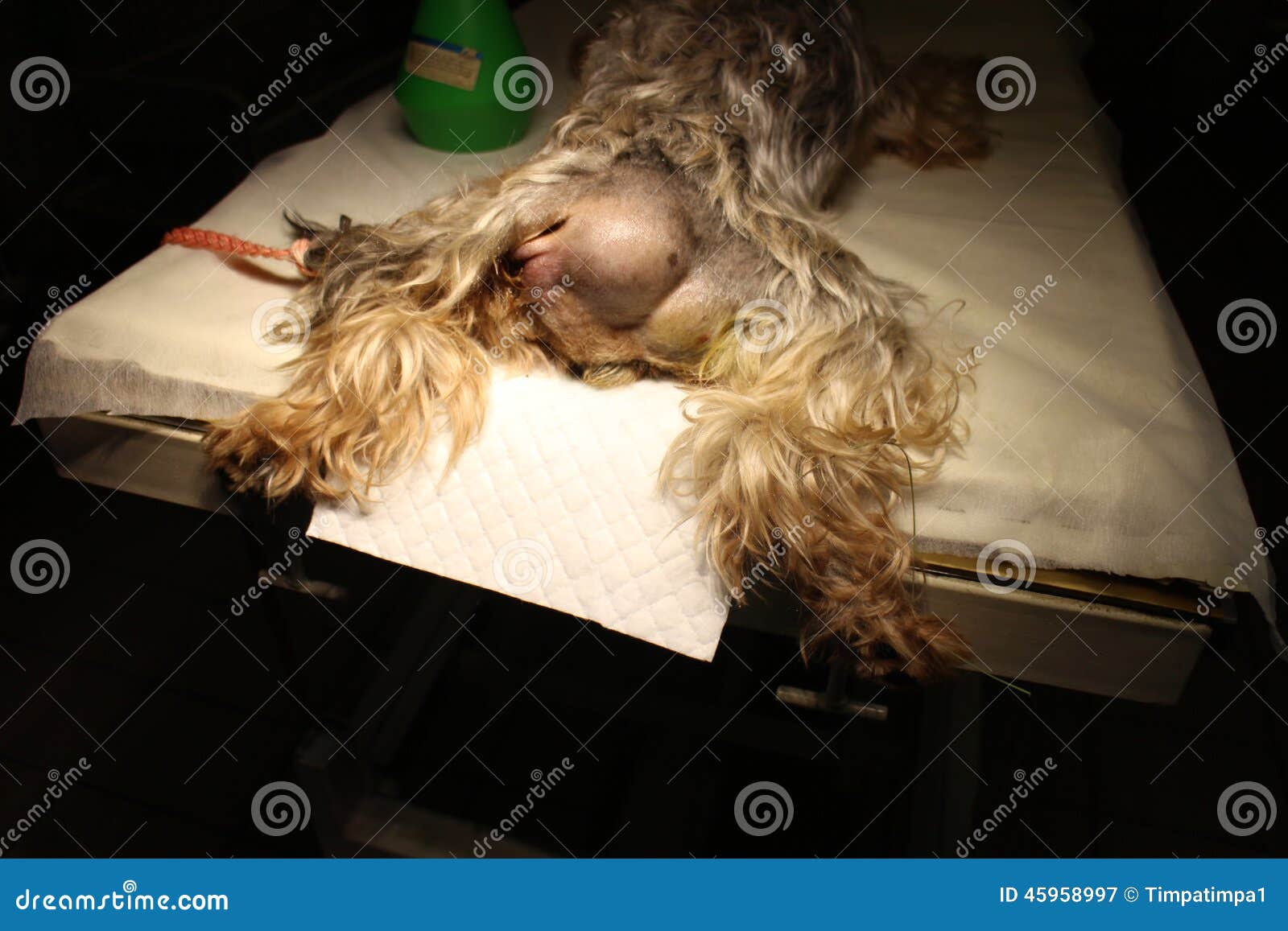 Perineal Hernie durch Hund stockbild. Bild von tabelle 45958997