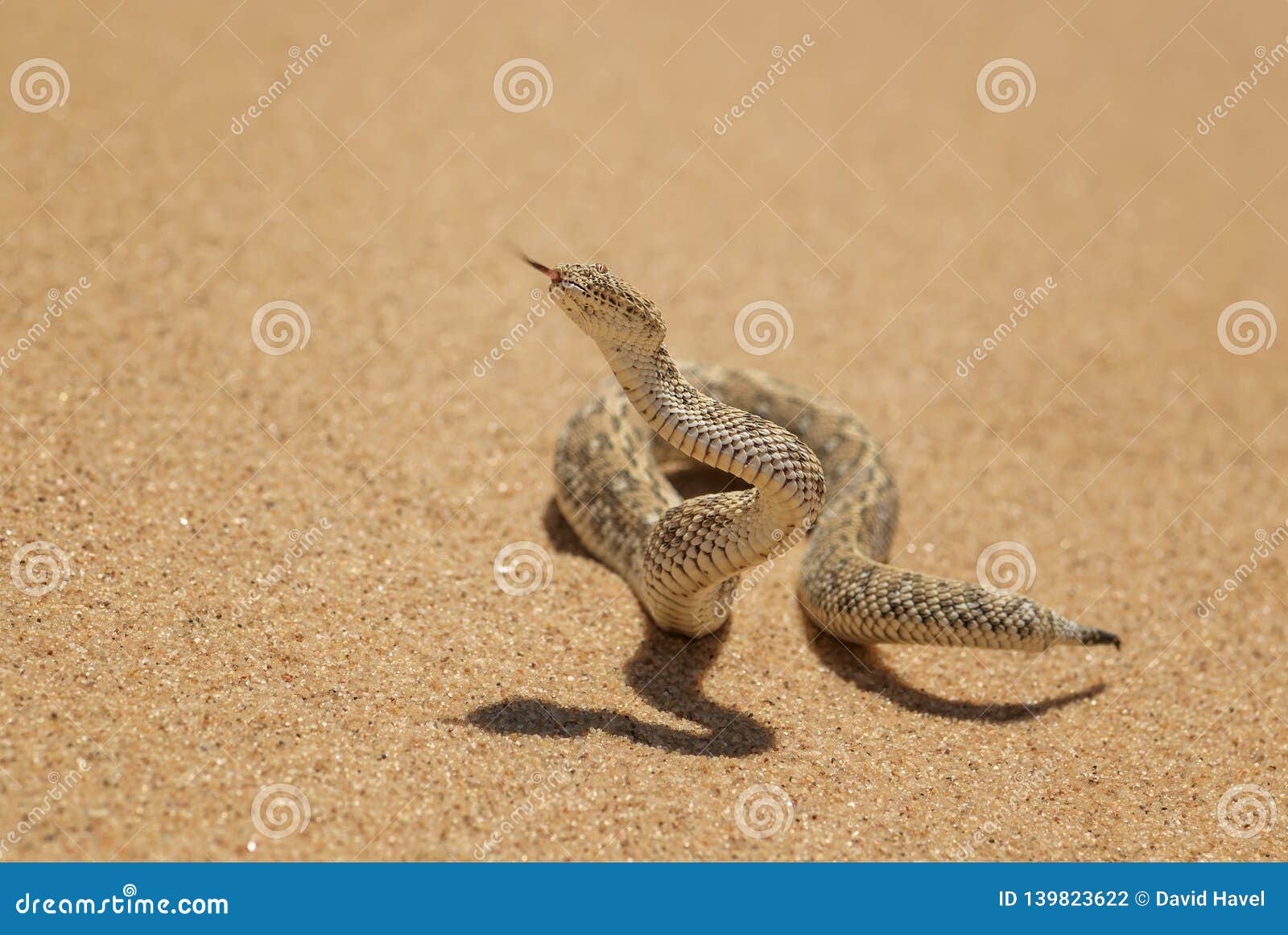 peringuey`s adder - bitis peringueyi
