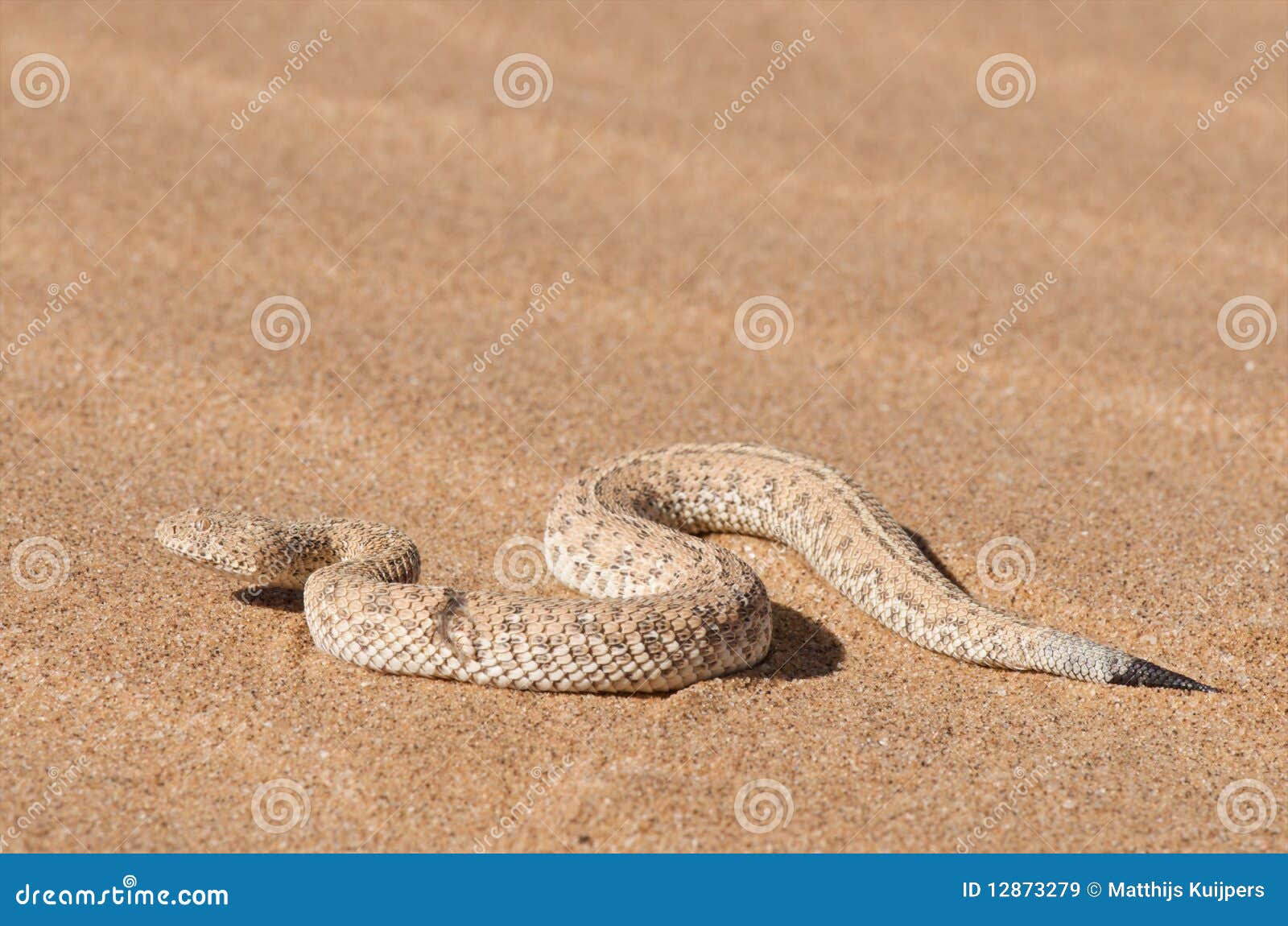 peringuey's sand adder