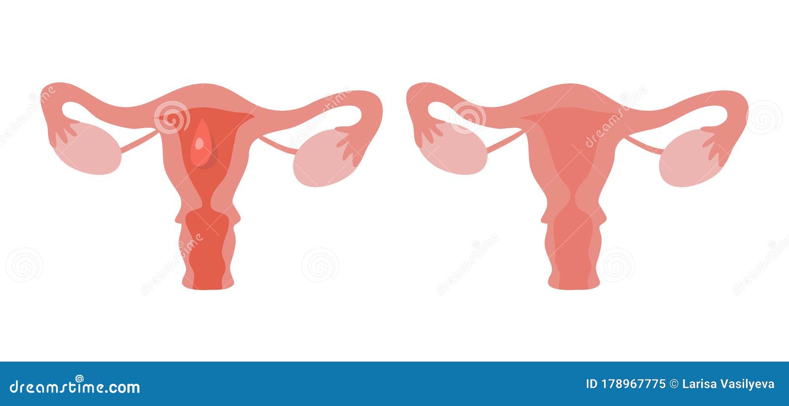 periods. menstruation. modern  cartoon uterus illusration.