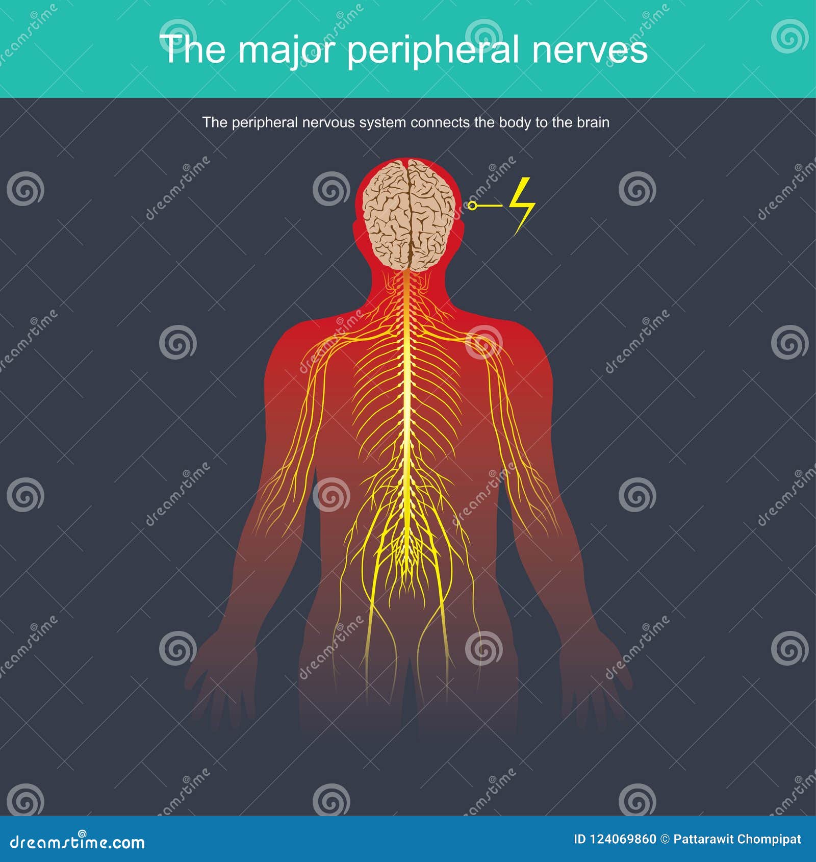 the peripheral nervous system connects the body