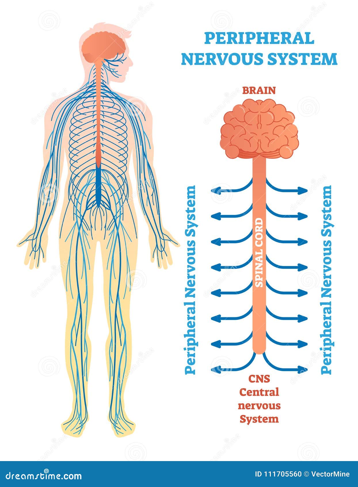 peripheral nervous system, medical   diagram with brain, spinal cord and nerves.
