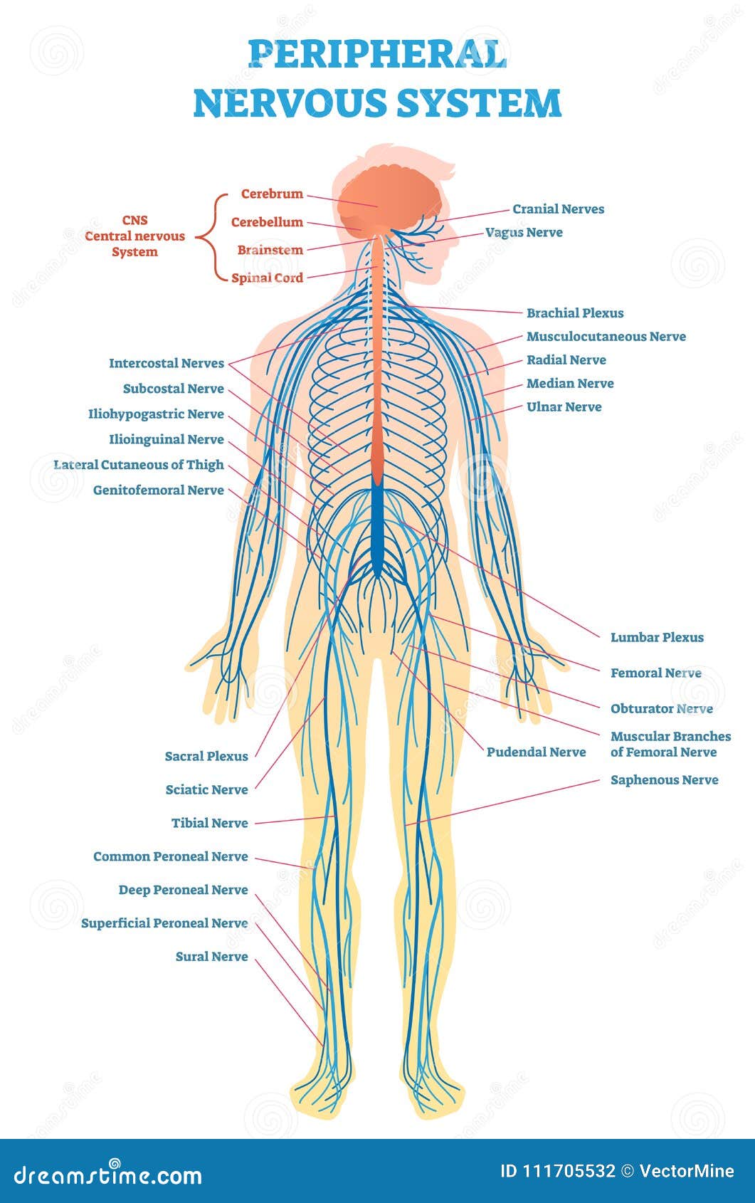 Spinal Nerve Pathways Chart