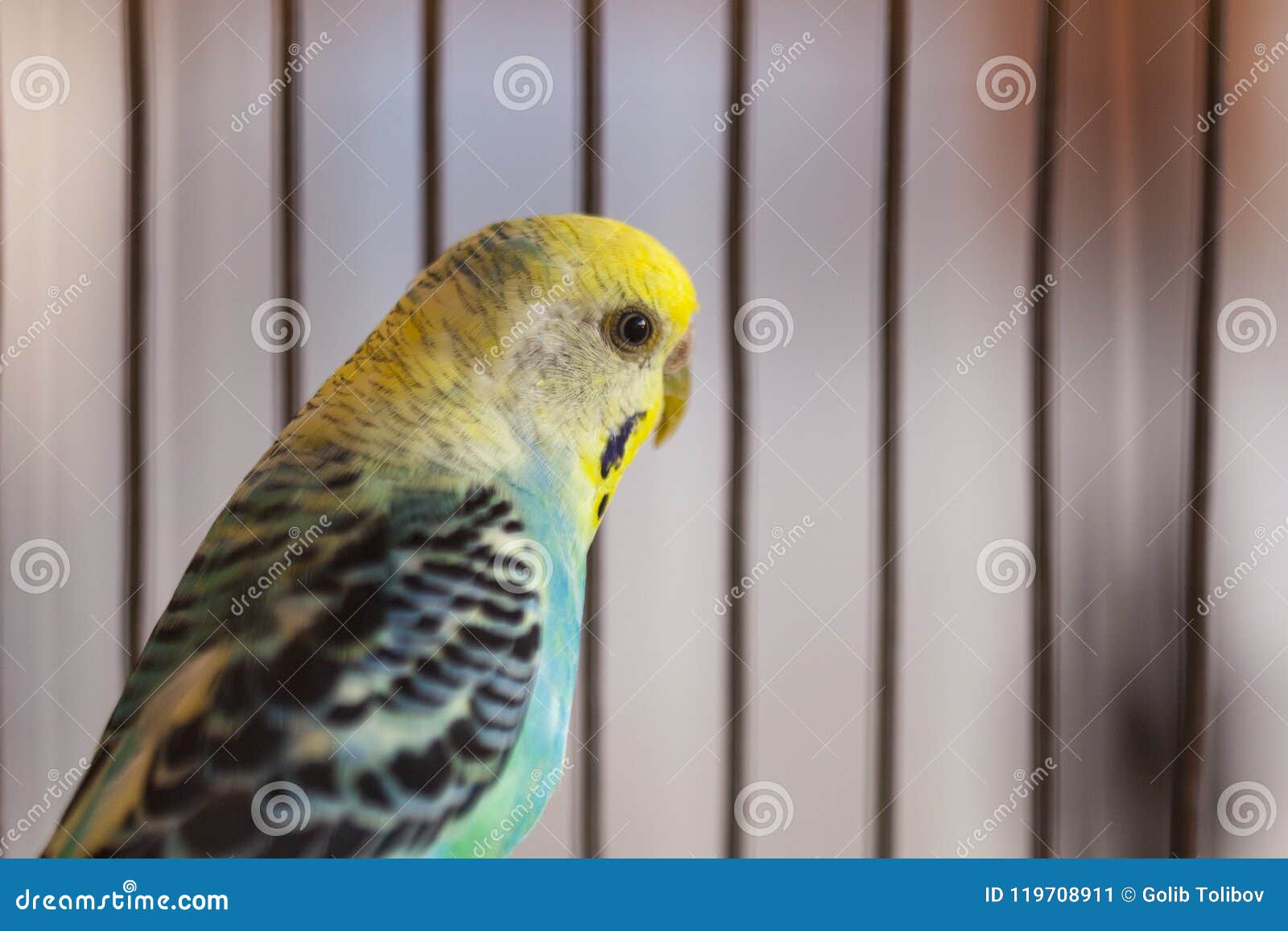 Periquito Australiano Engraçado Papagaio De Budgie Que Senta-se Na Corda E  Nos Jogos Foto de Stock - Imagem de casa, brinquedo: 109204718